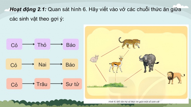 Soạn giáo án điện tử khoa học 4 KNTT Bài 29: Chuỗi thức ăn trong tự nhiên