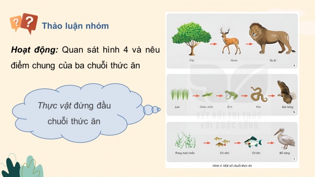 Soạn giáo án điện tử khoa học 4 KNTT Bài 30: Vai trò của thực vật trong chuỗi thức ăn