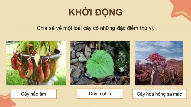 Soạn giáo án điện tử tiếng việt 4 CTST CĐ 7 Bài 2 Đọc: Kì lạ thế giới thực vật ở Nam Mỹ