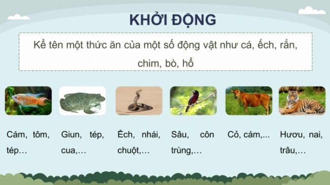 Soạn giáo án điện tử khoa học 4 cánh diều Bài 22: Chuỗi thức ăn