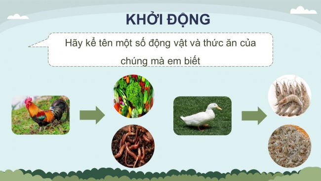 Soạn giáo án điện tử khoa học 4 KNTT Bài 29: Chuỗi thức ăn trong tự nhiên