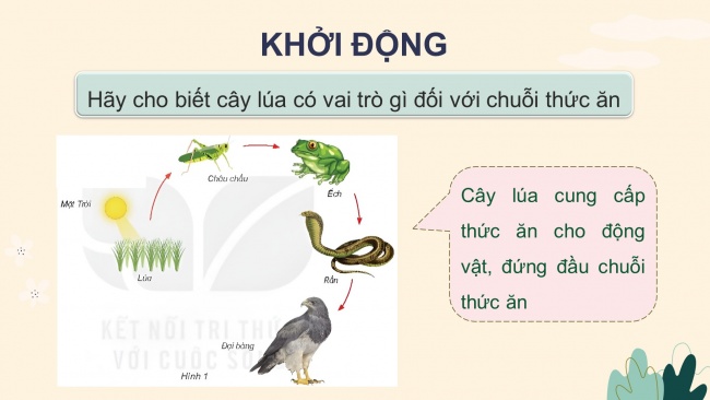 Soạn giáo án điện tử khoa học 4 KNTT Bài 30: Vai trò của thực vật trong chuỗi thức ăn