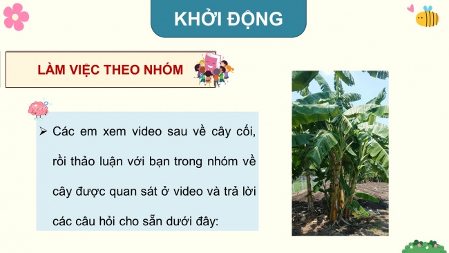 Soạn giáo án điện tử tiếng việt 4 KNTT Bài 19 Viết: Quan sát cây cối