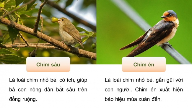 Soạn giáo án điện tử tiếng việt 4 CTST CĐ 8 Bài 5 Đọc: Quà tặng của chim non