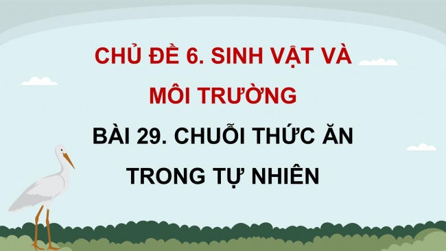 Soạn giáo án điện tử khoa học 4 KNTT Bài 29: Chuỗi thức ăn trong tự nhiên