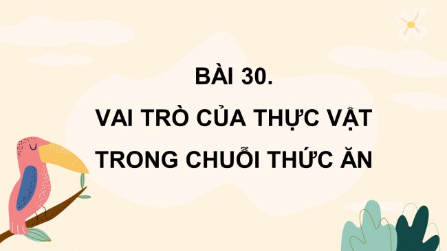 Soạn giáo án điện tử khoa học 4 KNTT Bài 30: Vai trò của thực vật trong chuỗi thức ăn