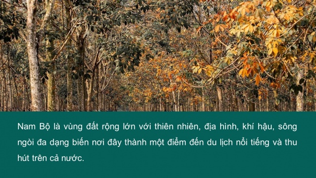 Soạn giáo án điện tử lịch sử và địa lí 4 CTST Bài 23: Thiên nhiên vùng Nam Bộ