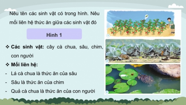Soạn giáo án điện tử khoa học 4 cánh diều Bài 22: Chuỗi thức ăn