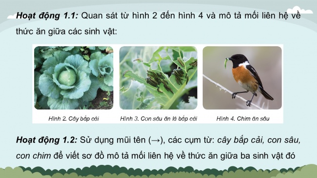 Soạn giáo án điện tử khoa học 4 KNTT Bài 29: Chuỗi thức ăn trong tự nhiên