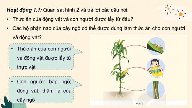 Soạn giáo án điện tử khoa học 4 KNTT Bài 30: Vai trò của thực vật trong chuỗi thức ăn