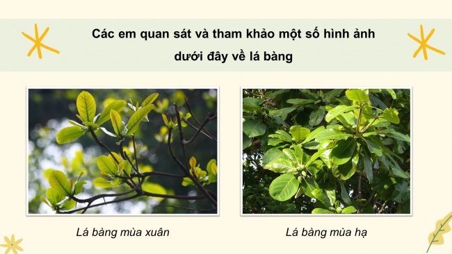 Soạn giáo án điện tử tiếng việt 4 KNTT Bài 20 Viết: Luyện viết đoạn văn miêu tả cây cối