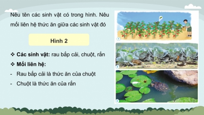 Soạn giáo án điện tử khoa học 4 cánh diều Bài 22: Chuỗi thức ăn