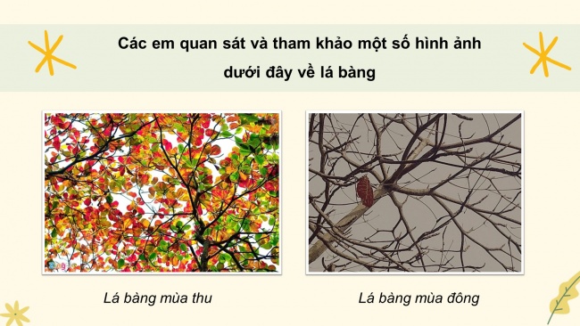 Soạn giáo án điện tử tiếng việt 4 KNTT Bài 20 Viết: Luyện viết đoạn văn miêu tả cây cối