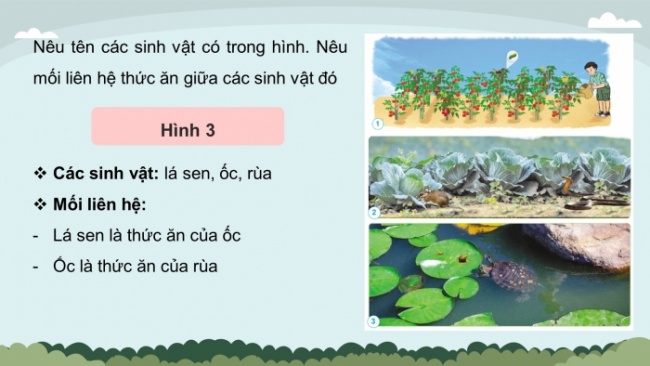Soạn giáo án điện tử khoa học 4 cánh diều Bài 22: Chuỗi thức ăn