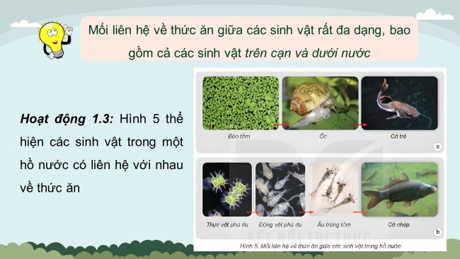 Soạn giáo án điện tử khoa học 4 KNTT Bài 29: Chuỗi thức ăn trong tự nhiên