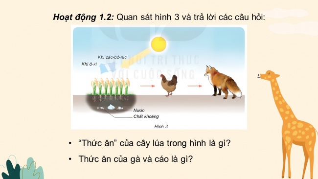 Soạn giáo án điện tử khoa học 4 KNTT Bài 30: Vai trò của thực vật trong chuỗi thức ăn