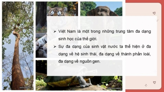 Soạn giáo án điện tử Địa lí 8 CD Bài 10: Đặc điểm chung của sinh vật và vấn đề bảo tồn đa dạng sinh học ở Việt Nam