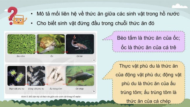 Soạn giáo án điện tử khoa học 4 KNTT Bài 29: Chuỗi thức ăn trong tự nhiên