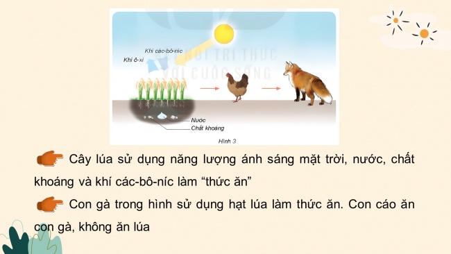 Soạn giáo án điện tử khoa học 4 KNTT Bài 30: Vai trò của thực vật trong chuỗi thức ăn