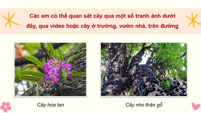 Soạn giáo án điện tử tiếng việt 4 KNTT Bài 19 Viết: Quan sát cây cối