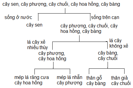 Cho một số loài cây quen thuộc với em là hoa sen, cây phượng, hoa hồng, cây chuối, cây bàng. Dựa vào những gì đã học, em hãy xây dựng  khóa lưỡng phân và vẽ sơ đồ khóa lưỡng phân đối với những loài cây đã cho.