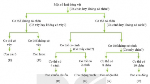 Em hãy trình bày các bước xây dựng khóa lưỡng phân. 