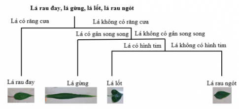 Cho 4 loại rau mà gia đình em hay sử dụng: lá lốt, rau nót, rau đay, lá gừng. Em hãy chỉ ra đặc điểm từng loại rau, đặc điểm để phân loại chúng và vẽ sơ đồ khóa lưỡng phân.