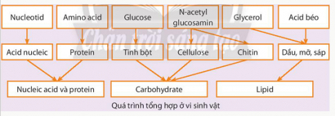 GV khái quát nội dung trọng tâm bằng 2 sơ đồ.