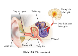 Tai là một cơ quan phức tạp với ba phần khác nhau: tai ngoài, tai giữa, tai trong (hình 17.8)