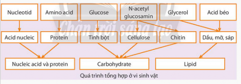 Tóm tắt bằng sơ đồ  hệ thống các quá trình tổng hợp các chất hữu cơ đa phân tử của vi sinh vật: