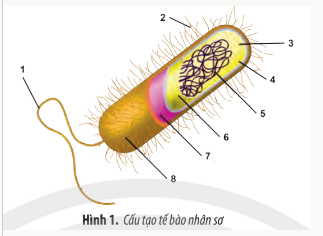 1. Chú thích các thành phần cấu tạo của tế bào nhân sơ trong hình dưới đây.