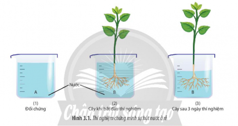 a) Thí nghiệm chứng minh sự hút nước ở rễ.