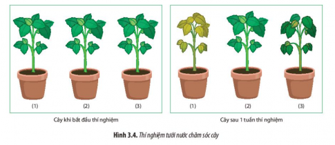 d) Thực hành tưới nước chăm cây.