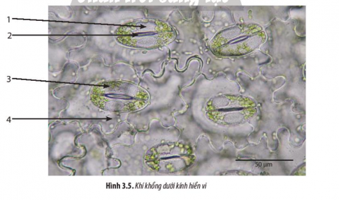 e) Thực hành quan sát khí khổng ở lá mồng tơi dưới kính hiển vi.