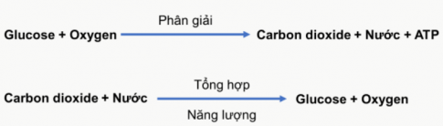 II. MỐI QUAN HỆ GIỮA TỔNG HỢP VÀ PHÂN GIẢI CHẤT HỮU CƠ Ở TẾ BÀO