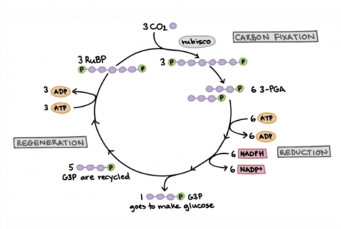 a) Con đường đồng hóa CO2 ở thực vật C3.