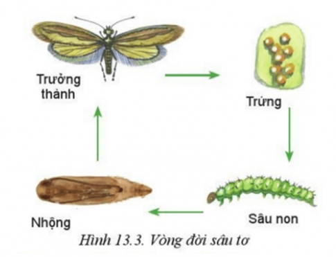 Sâu tơ hại rau họ cải 