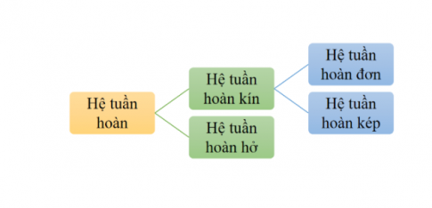 2. CÁC DẠNG HỆ TUYỀN HOÀN