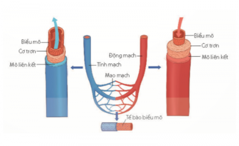 Cấu tạo của hệ mạch