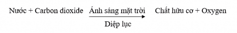 Phương trình tổng quát của quá trình quang hợp: