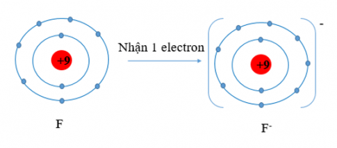 F (Z = 9), F có 7 electron lớp vỏ ngoài cùng. Nguyên tử F có xu hướng nhận thêm 1 electron để trở thành ion mang điện tích âm, kí hiệu là F-