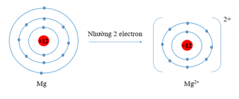 Mg (Z = 12), Mg có 2 electron lớp vỏ ngoài cùng. Nguyên tử Mg có xu hướng nhường đi 2 electron để trở thành ion mang điện tích dương, kí hiệu là Mg2+