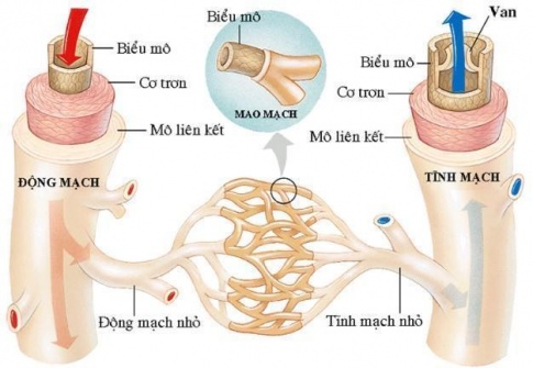 Lý thuyết trọng tâm sinh học 11 kết nối bài 10: Tuần hoàn ở động vật