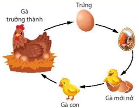 Lý thuyết trọng tâm sinh học 11 kết nối bài 22: Sinh trưởng và phát triển ở động vật