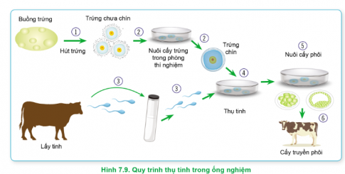 Thụ tinh trong ống nghiệm ở bò