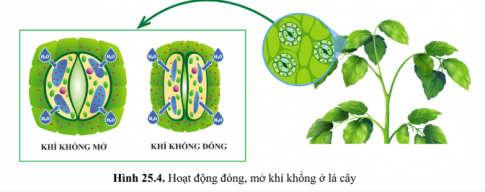  Học sinh tham khảo