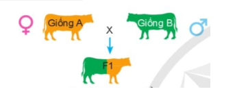 Phép lai trong hình dưới là?