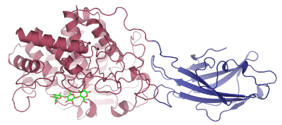 Đâu là cấu trúc của một protease?