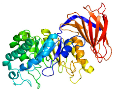 Đâu là cấu trúc của một protease?