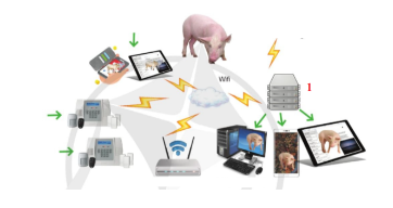 Đây là mô hình ứng dụng công nghệ thông tin trong quản lí chuồng nuôi lợn công nghệ cao: